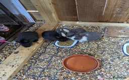 Netherland Dwarf rabbits for sale: Netherlands Dwarf - Image 4