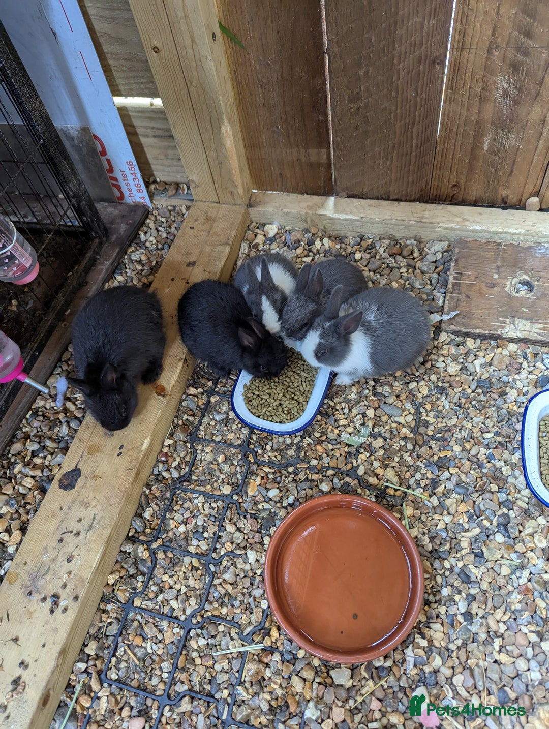 Netherland Dwarf rabbits for sale: Netherlands Dwarf - Image 4
