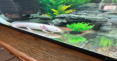 Axolotl reptiles - Advert 5