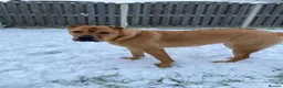 Shar Pei dogs for sale: Shar Pei Cross Female for sale  - Advert 5