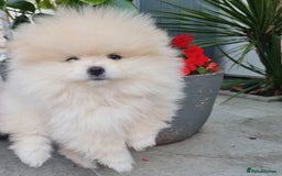 Pomeranian dogs for sale: Stunning Teddy purebreed Russian/Ukrainian poms in Basildon - Image 24