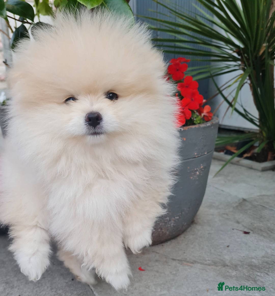 Pomeranian dogs for sale: Stunning Teddy purebreed Russian/Ukrainian poms in Basildon - Image 24