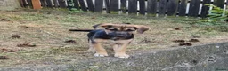 German Shepherd dogs for adoption: Maya – Young German Shepherd x Labrador Cross - Advert 24