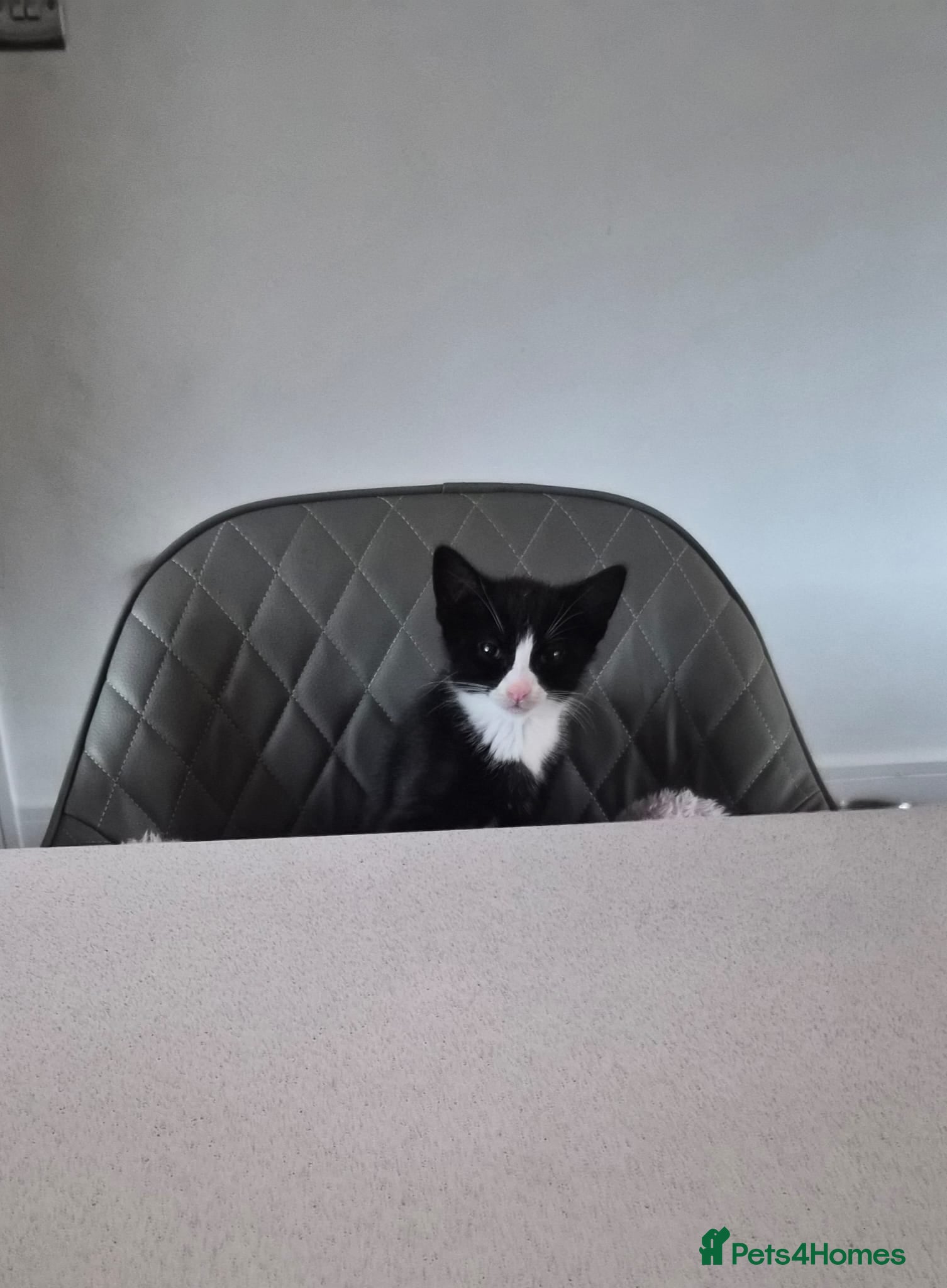 Mixed Breed cats Two kittens for sale  - Advert 1