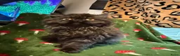 Persian cats for sale: Persian kittens - Advert 6