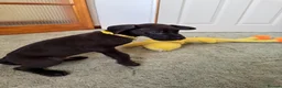 Great Dane dogs for sale: Ready now! Beautiful KC Great Dane puppies  - Advert 9