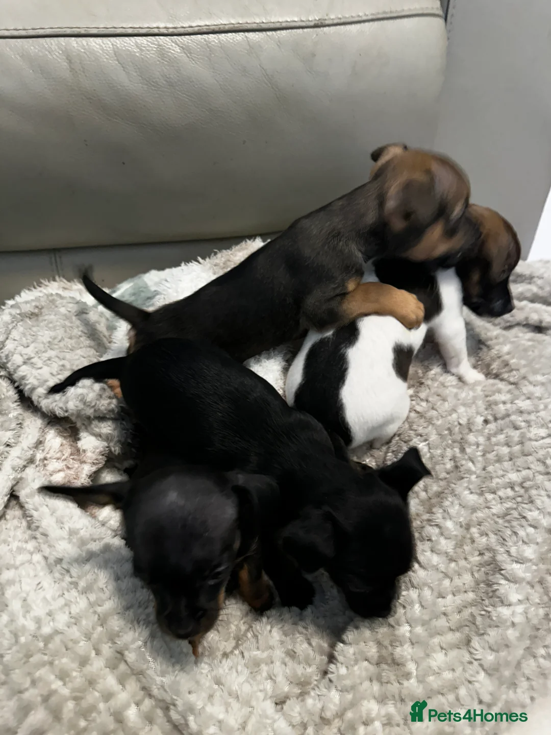 Mixed Breed dogs for sale: French Jacks x 5 - Advert 11