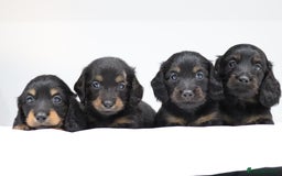 Miniature Dachshund dogs for sale: Ready now miniature long haired dachshunds in Stowmarket - Image 4