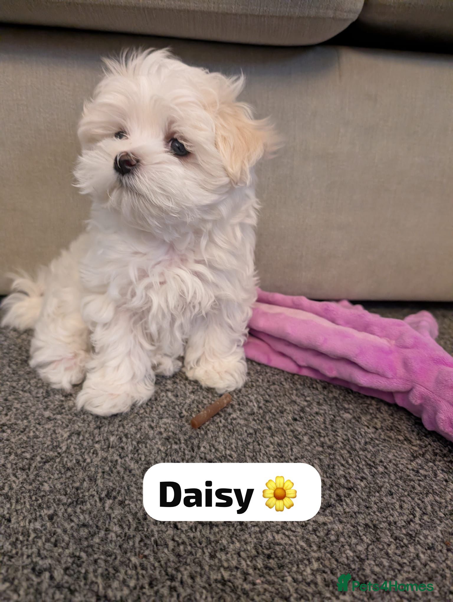 Maltese dogs Adorable KC registered Maltese puppies😍 - Advert 11