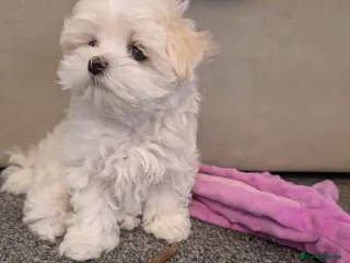 Maltese dogs Adorable KC registered Maltese puppies😍 - Advert 10