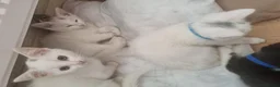 Mixed Breed cats for sale: 3 white ragdoll cross kittens for sale! - Advert 8