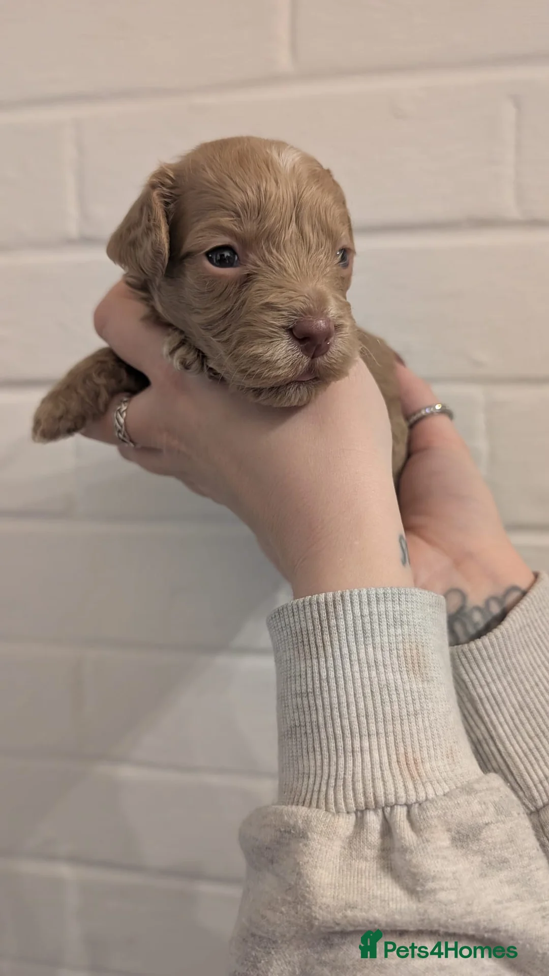 Cockapoo dogs for sale: Cockapoo puppies - Advert 25