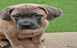 Cane Corso dogs for sale: Excellent Bloodline cane corso puppies ready now - Image 13