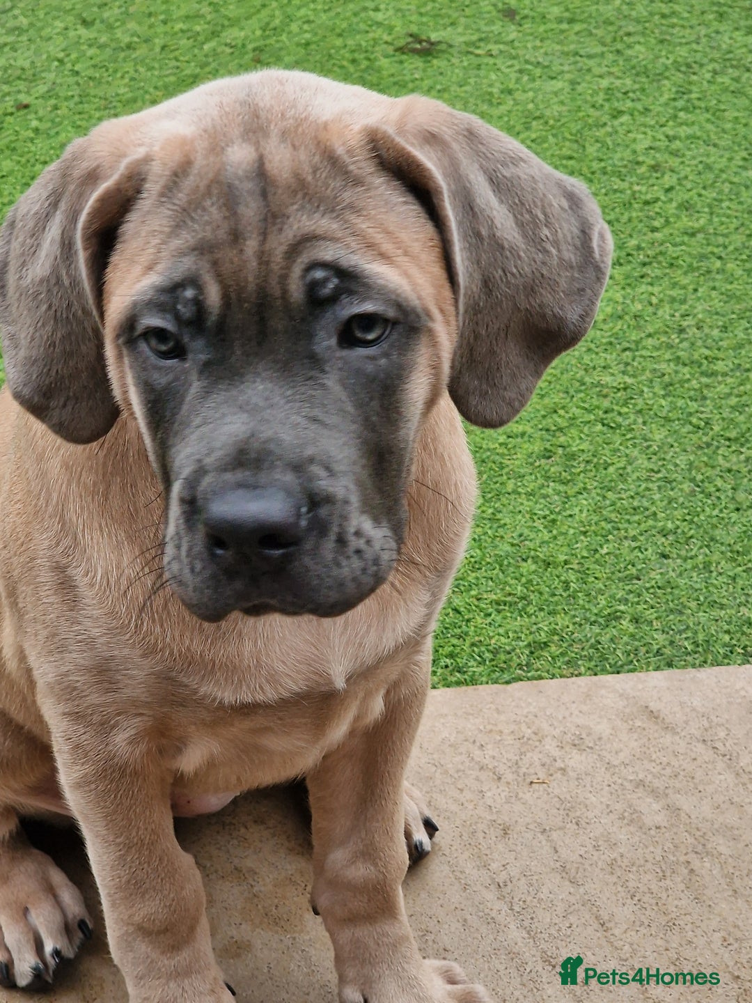 Cane Corso dogs for sale: Excellent Bloodline cane corso puppies ready now - Image 13