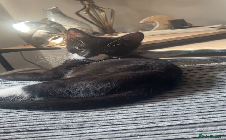 Domestic Shorthair cats - Advert 13