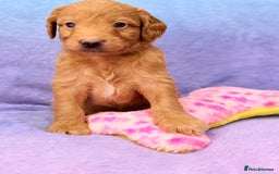 Mini Goldendoodle dogs for sale: Gorgeous Mini Goldendoodles By Therapy Asst Mom - Image 23