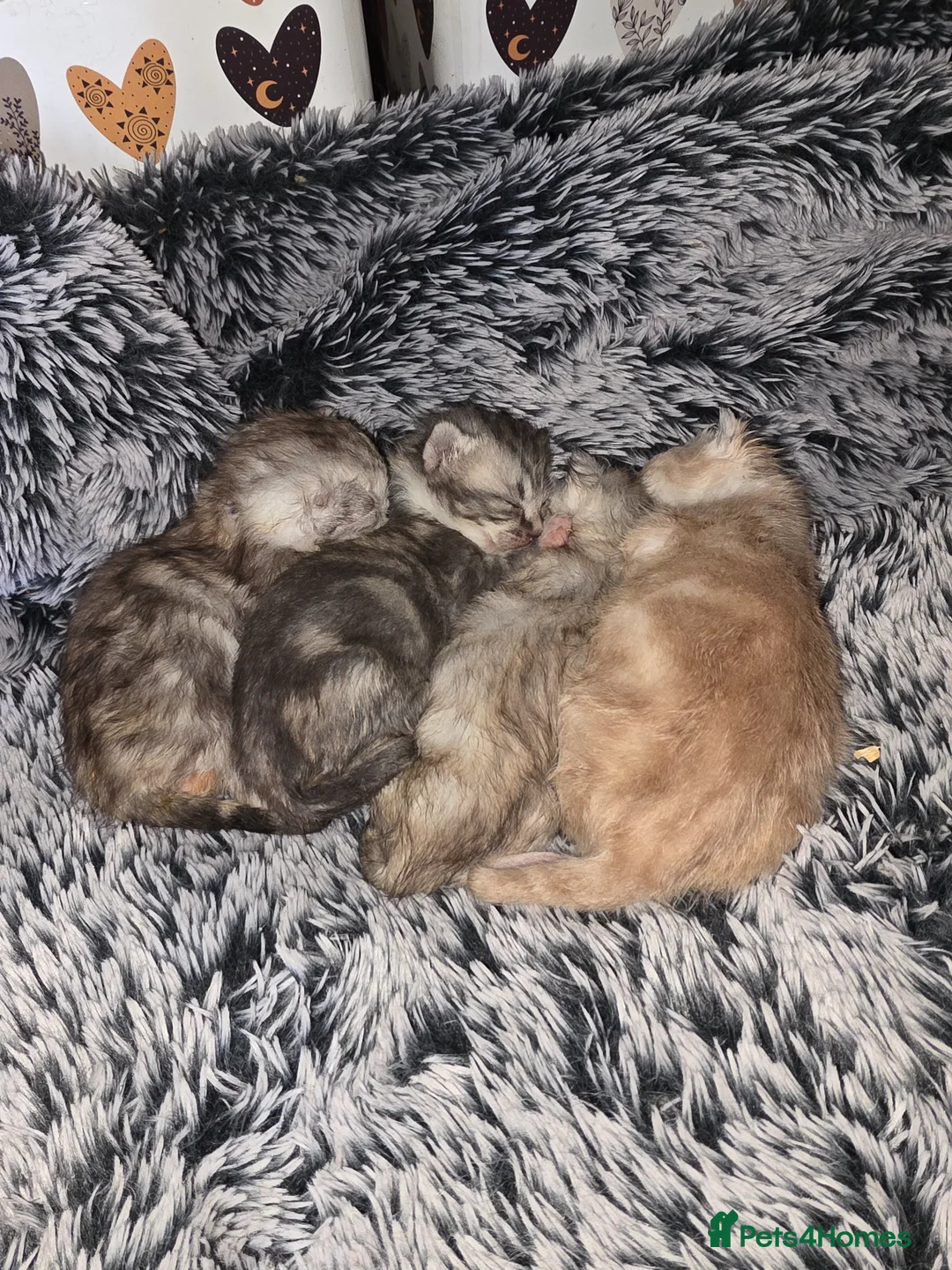 Mixed Breed cats for sale: Beautiful kittens. - Advert 5