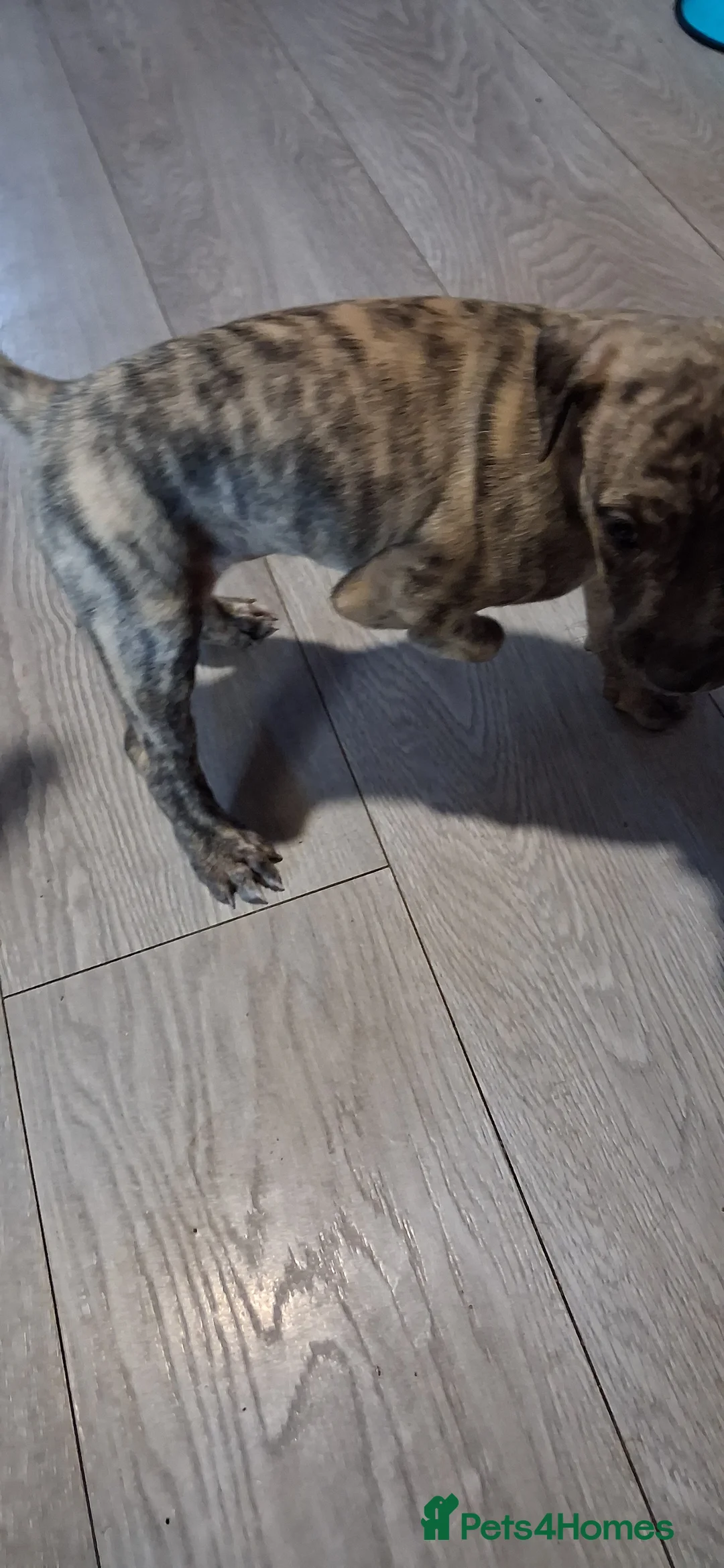 Mixed Breed dogs for sale: Last girl left  - Advert 2