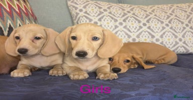 Miniature Dachshund dogs - Advert 4