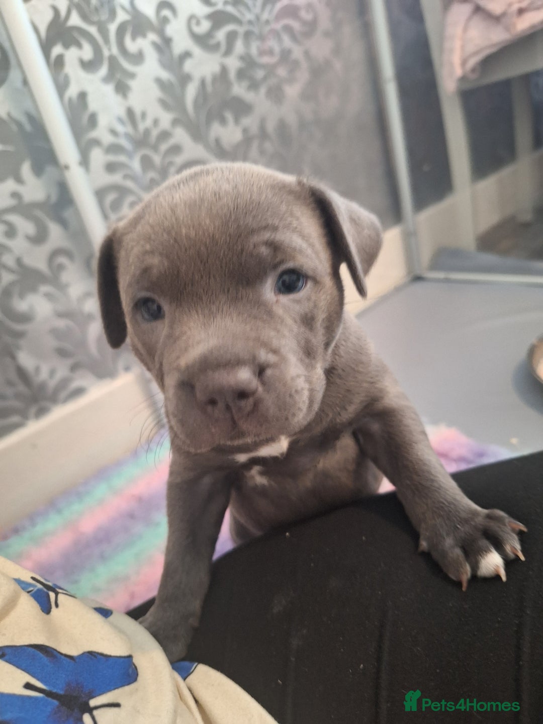Staffordshire Bull Terrier dogs for sale: Blue Staffordshire Bull Terrier Puppies - Image 17