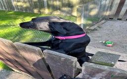 Labrador Retriever dogs for sale: For sale Female Labrador  - Image 4
