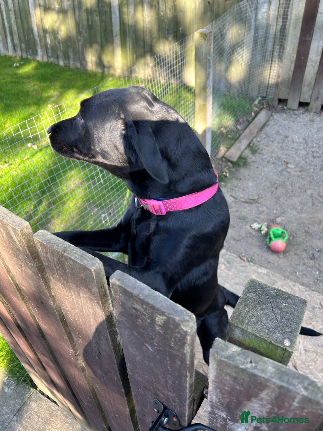 Labrador Retriever dogs for sale: For sale Female Labrador  - Image 4