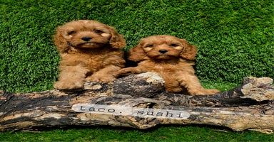 Cavapoo dogs - Advert 7