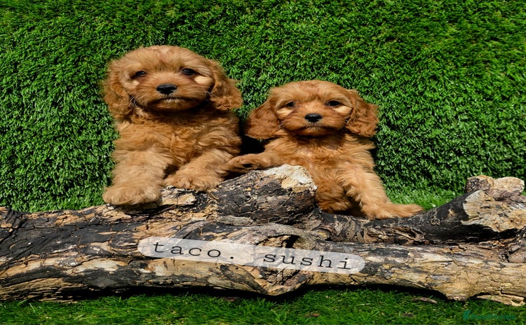 Cavapoo dogs - Advert 11