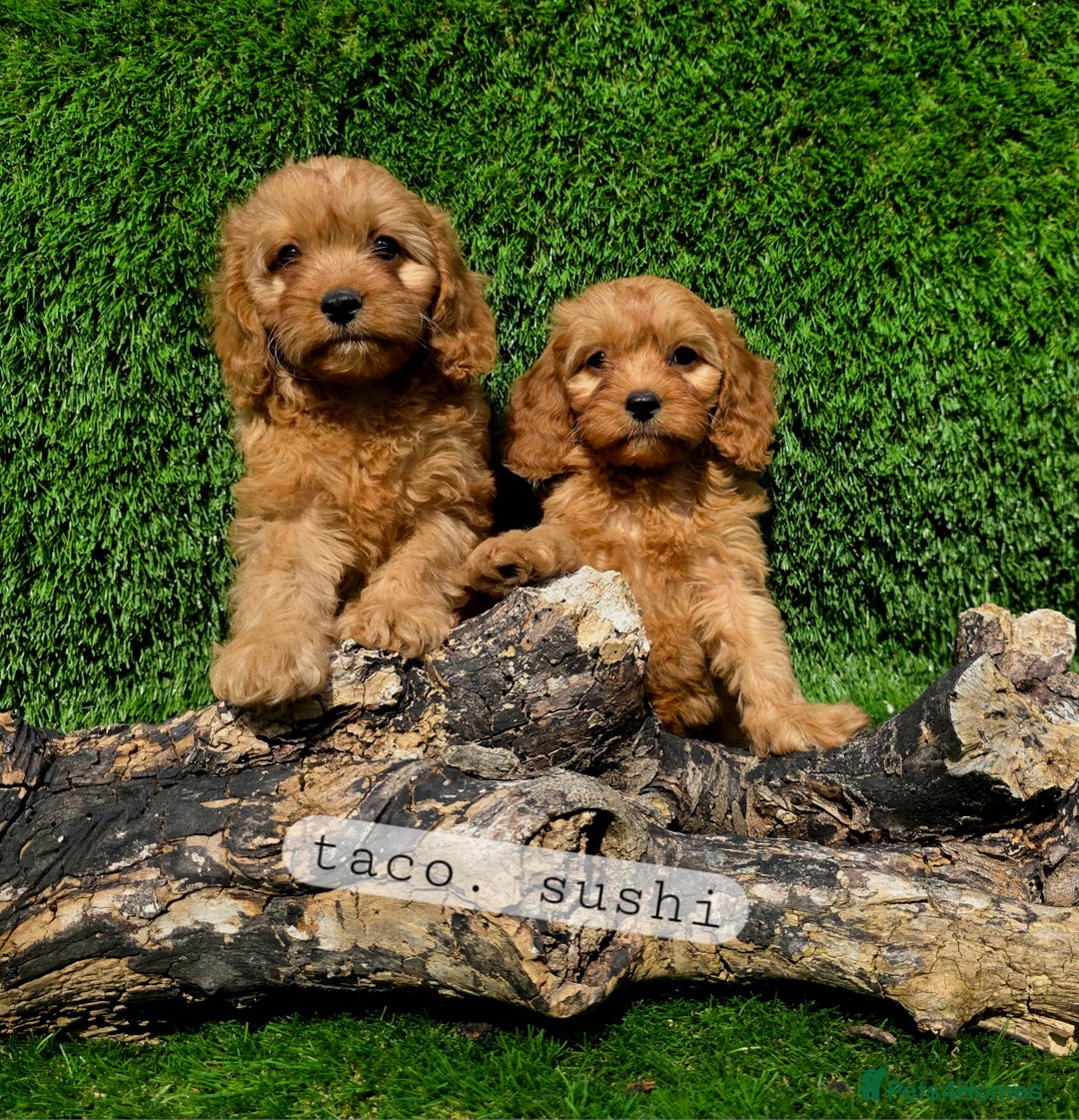 Cavapoo dogs for sale: Ready soon, TOY F1 RED CAVAPOOS DNA CLEAR - Image 5