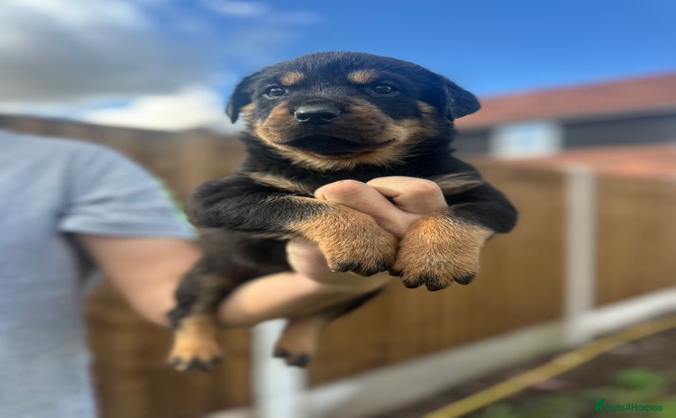 Rottweiler dogs - Advert 14