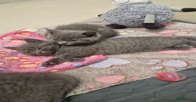 British Shorthair cats - Advert 14