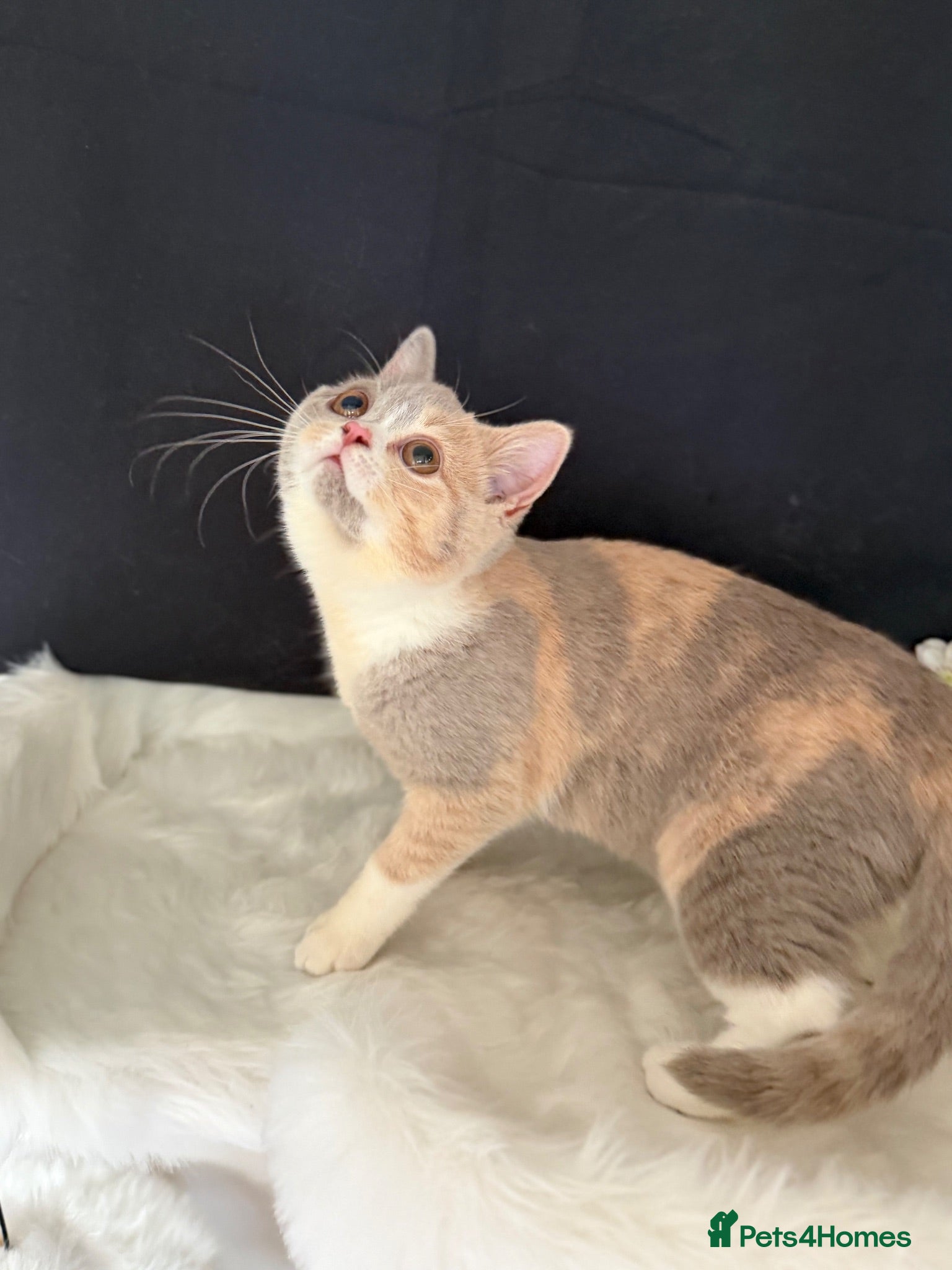 British Shorthair cats READY NEXT WEEK - FULL PEDIGREE REGISTERED BSH - Advert 1