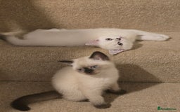 Scottish Fold cats for sale:  We have two last kittens left 🐱 - Image 5