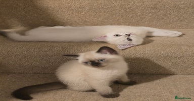 Scottish Fold cats - Advert 13