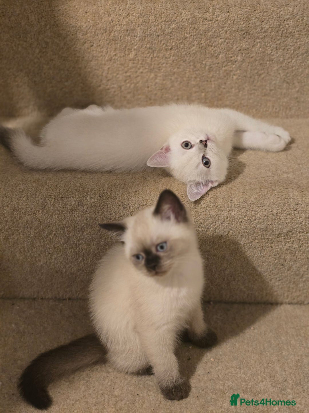 Scottish Fold cats for sale:  We have two last kittens left 🐱 - Image 5