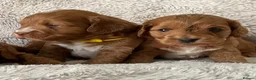 Cockapoo dogs for sale: Tiny Asian poodle cross pups teddy bear cute faces in Peacehaven - Advert 9