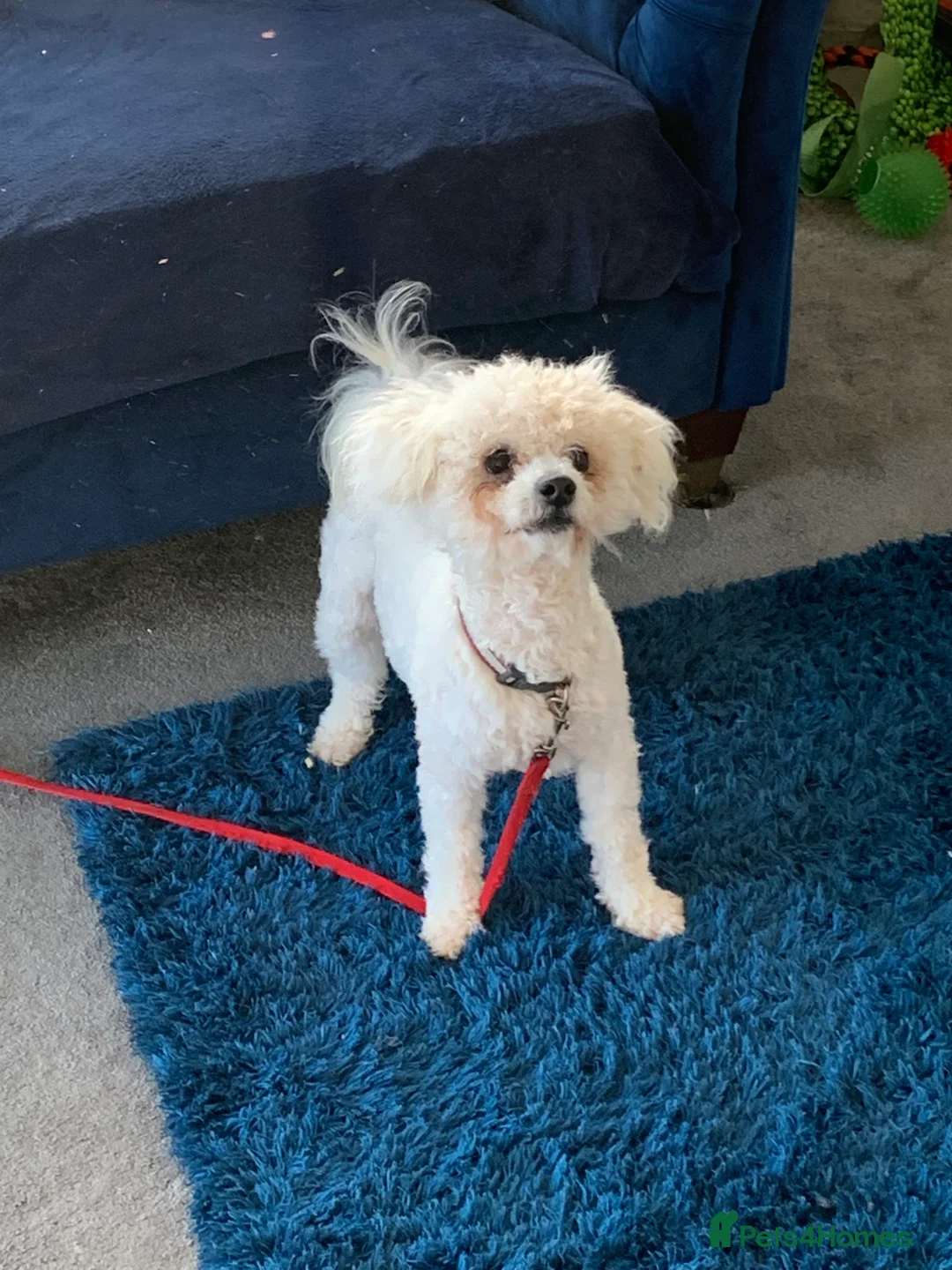 Bichon Frise dogs for stud: Sid the KC Registered Bichon Frisé is up for Stud! - Advert 2