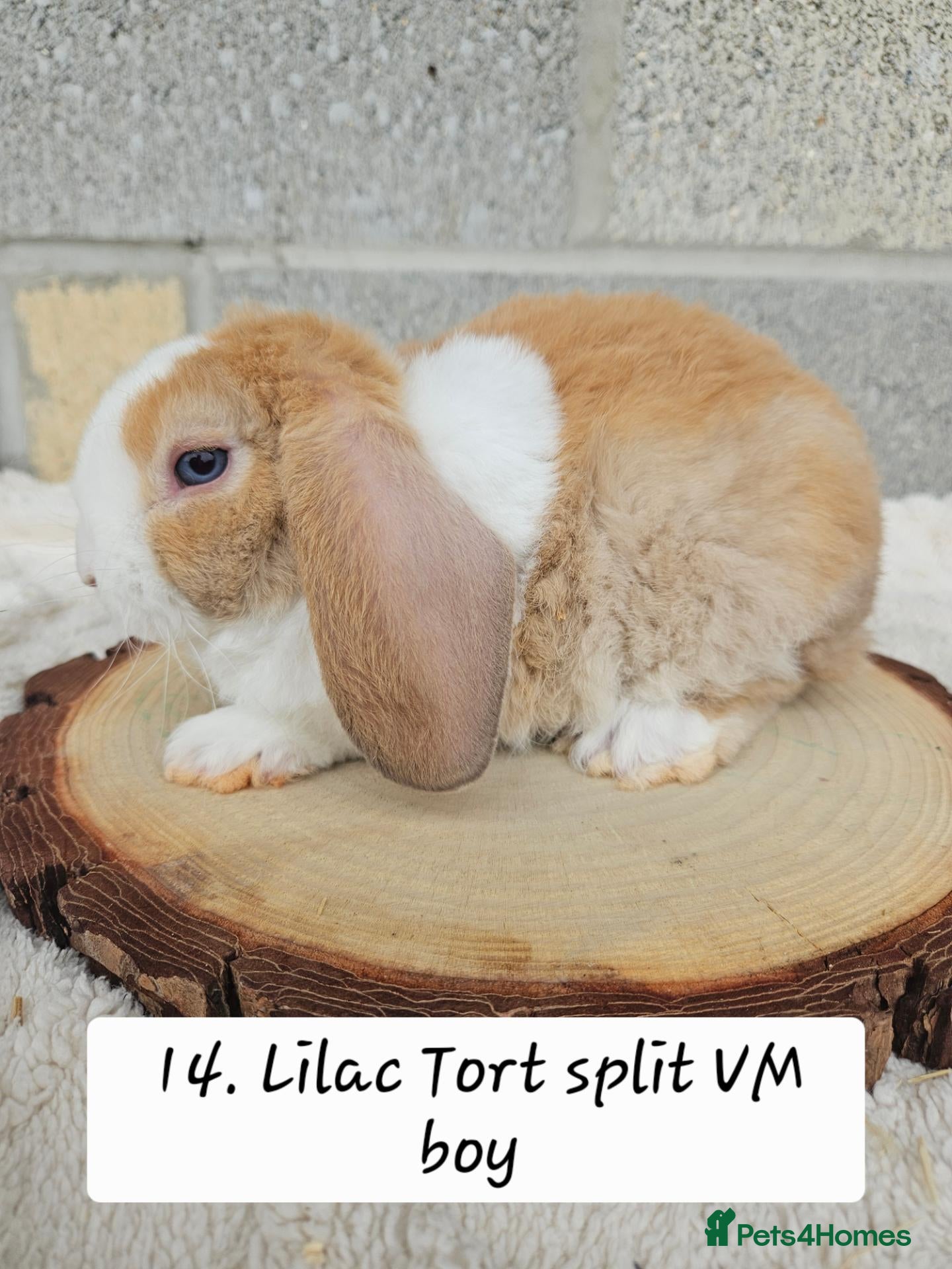 Mini Lop rabbits Ready from 26th Oct Purebred mini plush lops🩵🧸 - Advert 2