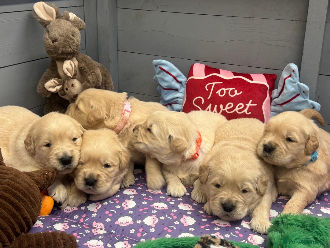 Golden Retriever dogs for sale: Top Class KC registered Golden Retrievers  - Advert 7