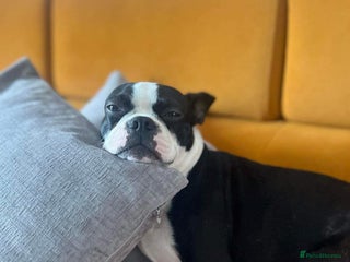 Boston Terrier dogs Finding Wilma a new home - Advert 1