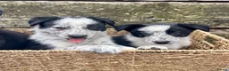 Border Collie dogs for sale: Border Collie Puppies - Advert 6