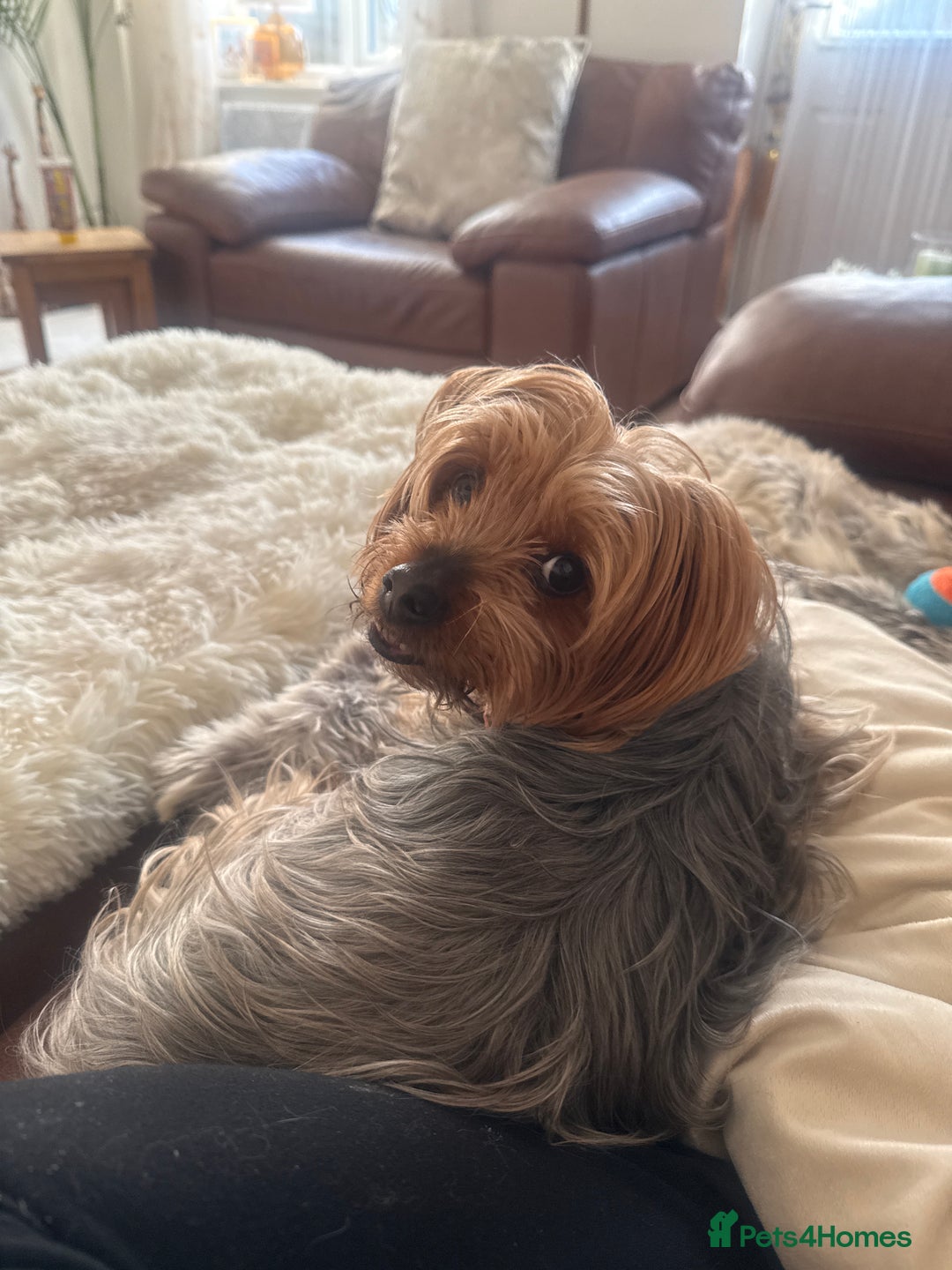 Mixed Breed dogs for sale: Viewer little girl available  - Advert 2