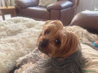 Mixed Breed dogs Viewer little girl available - Advert 13