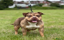 American Bulldog dogs for sale: Pocket bully female  - Image 2