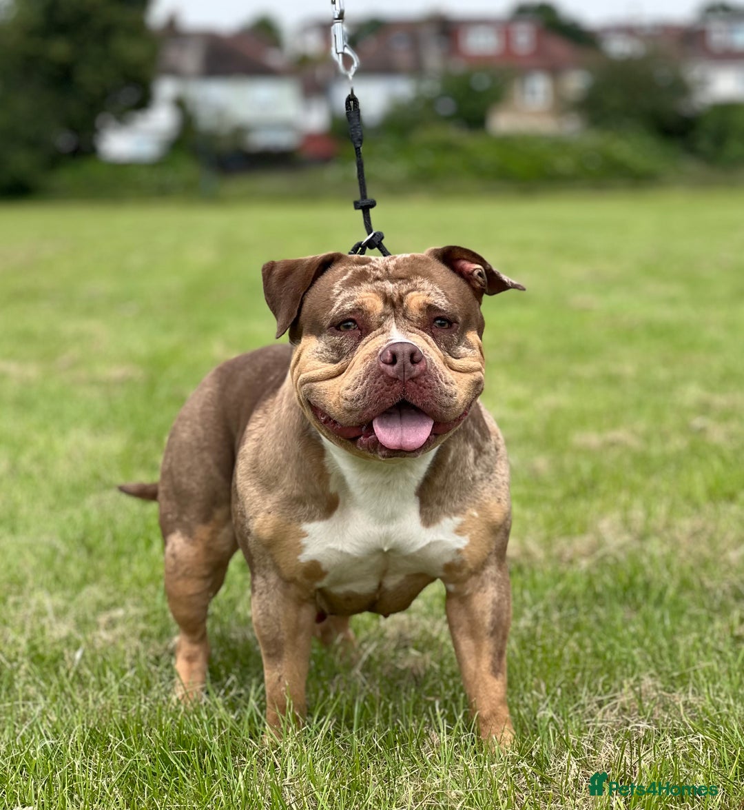 American Bulldog dogs for sale: Pocket bully female  - Image 2