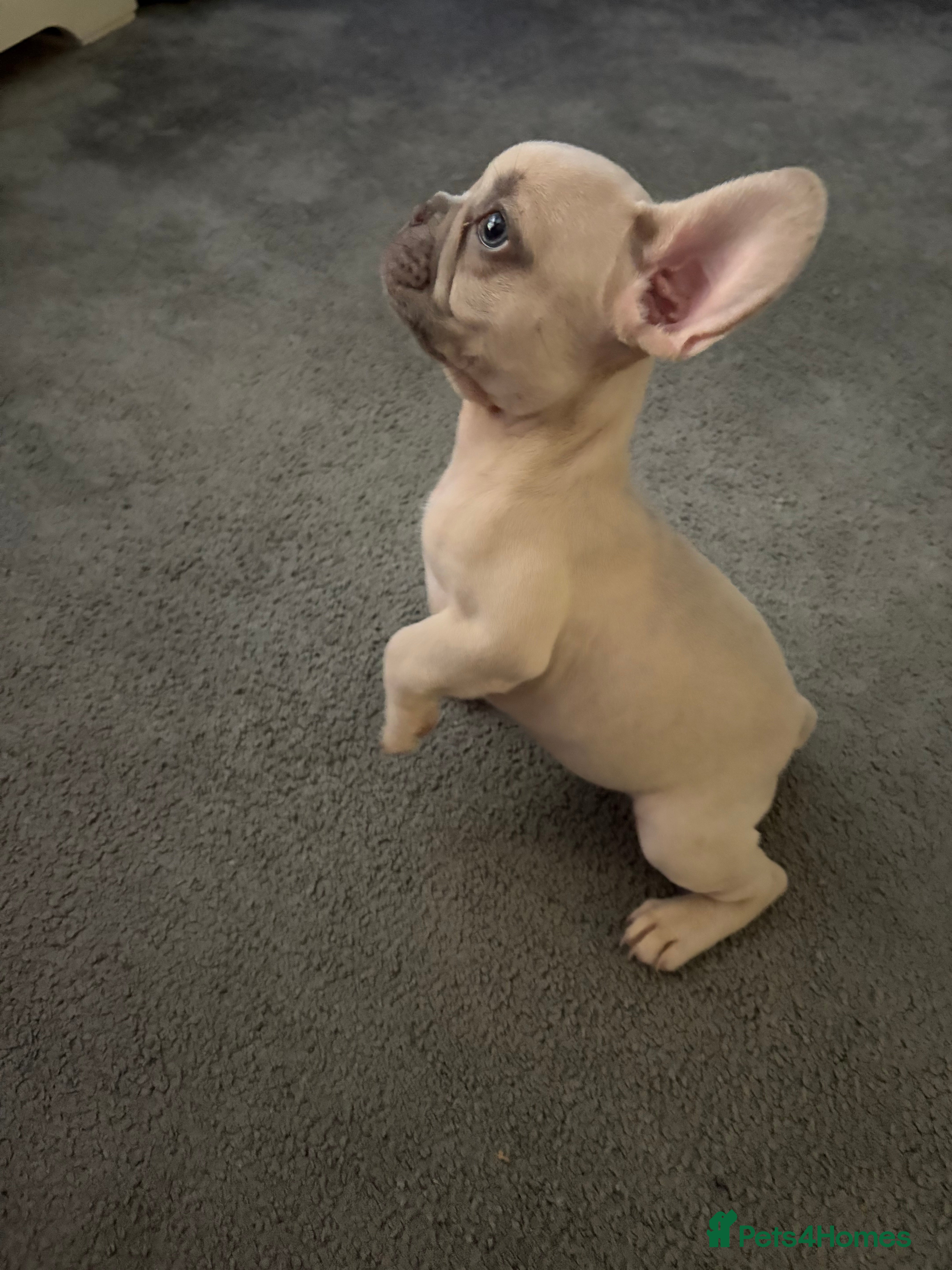 French Bulldog dogs French bulldog puppies  - Advert 18