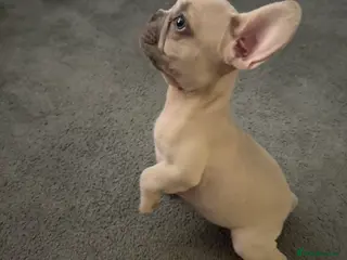 French Bulldog dogs French bulldog puppies - Advert 18