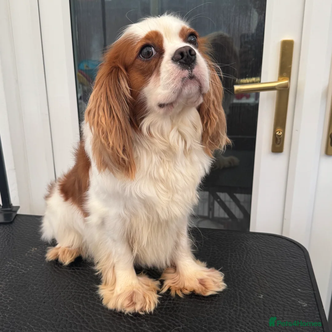 Cavalier King Charles Spaniel dogs for stud: Proven stud KC cavalier King Charles  - Advert 9