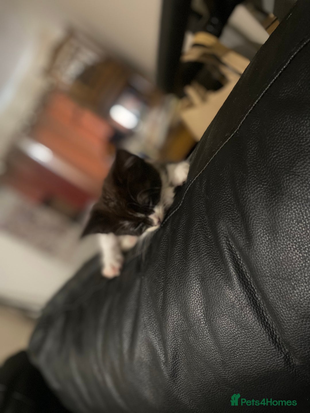 British Shorthair cats for sale: 4 little sweethearts - Image 8