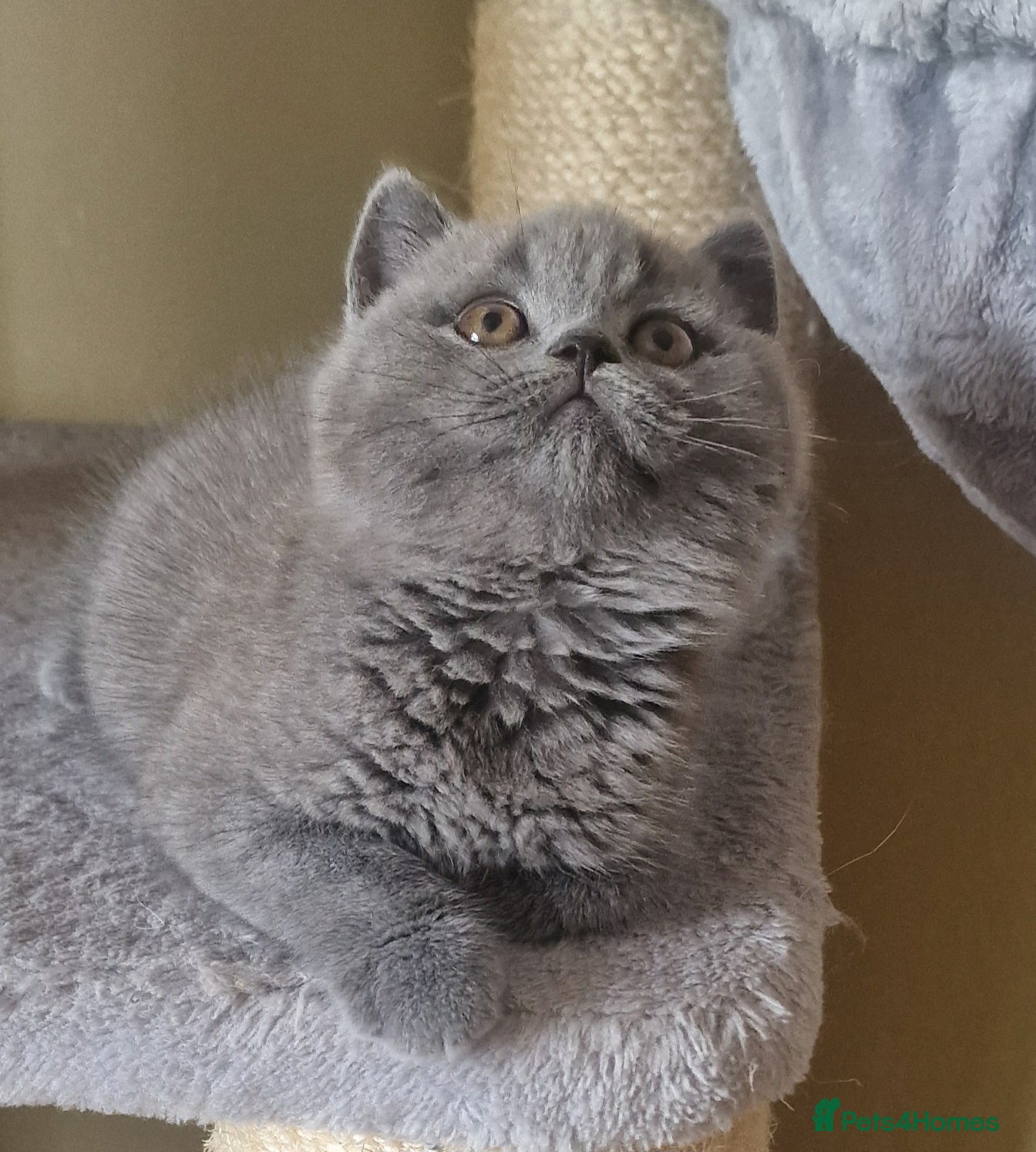 British Shorthair cats Tica reg British SH Blue Girl Champion lines - Advert 2